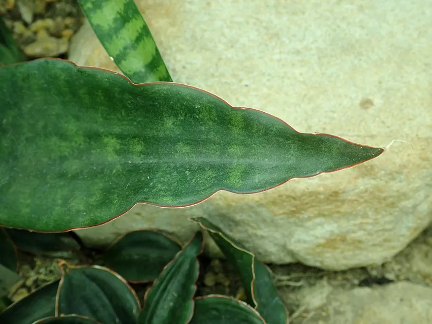 sansevieria subspicata plant showing characteristic features