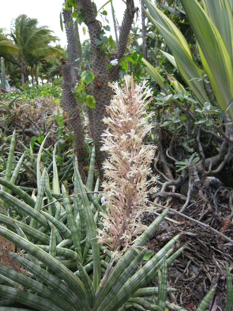 sansevieria suffruticosa plant showing characteristic features