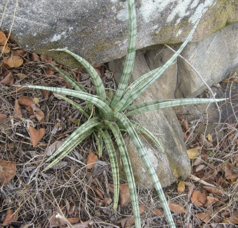 sansevieria suffruticosa plant showing characteristic features