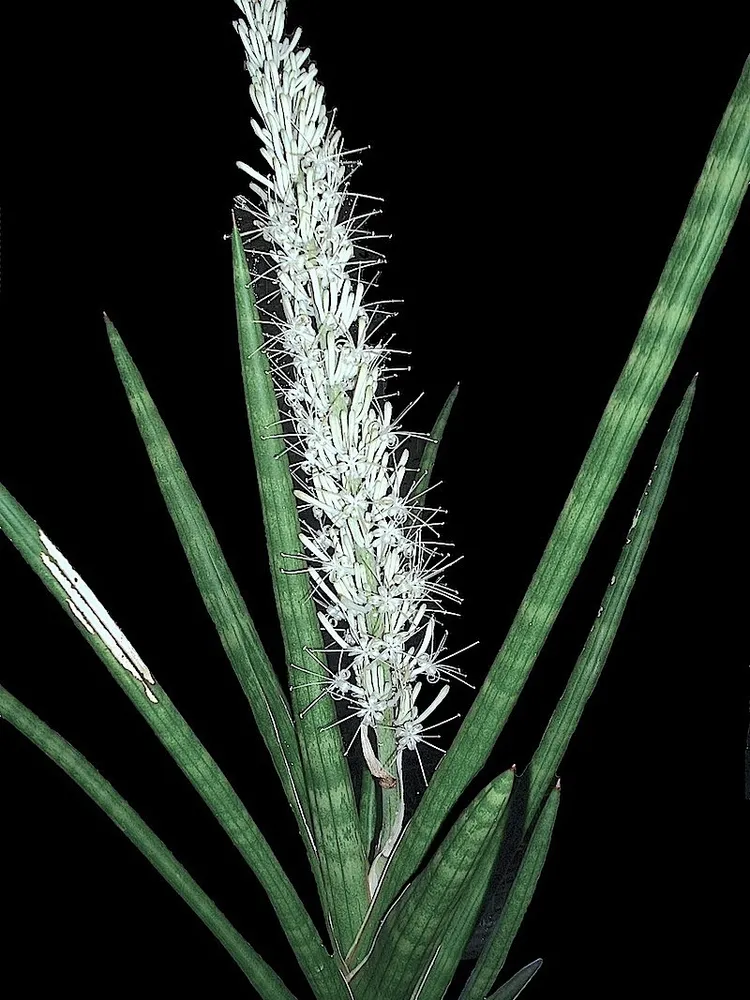 sansevieria suffruticosa plant showing characteristic features