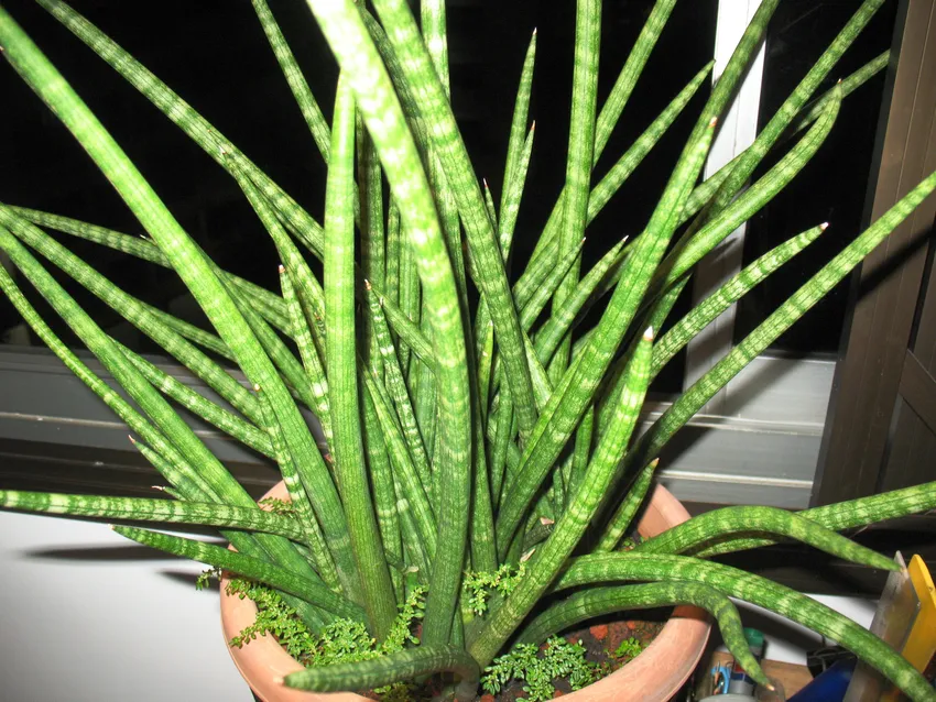 sansevieria suffruticosa plant showing characteristic features