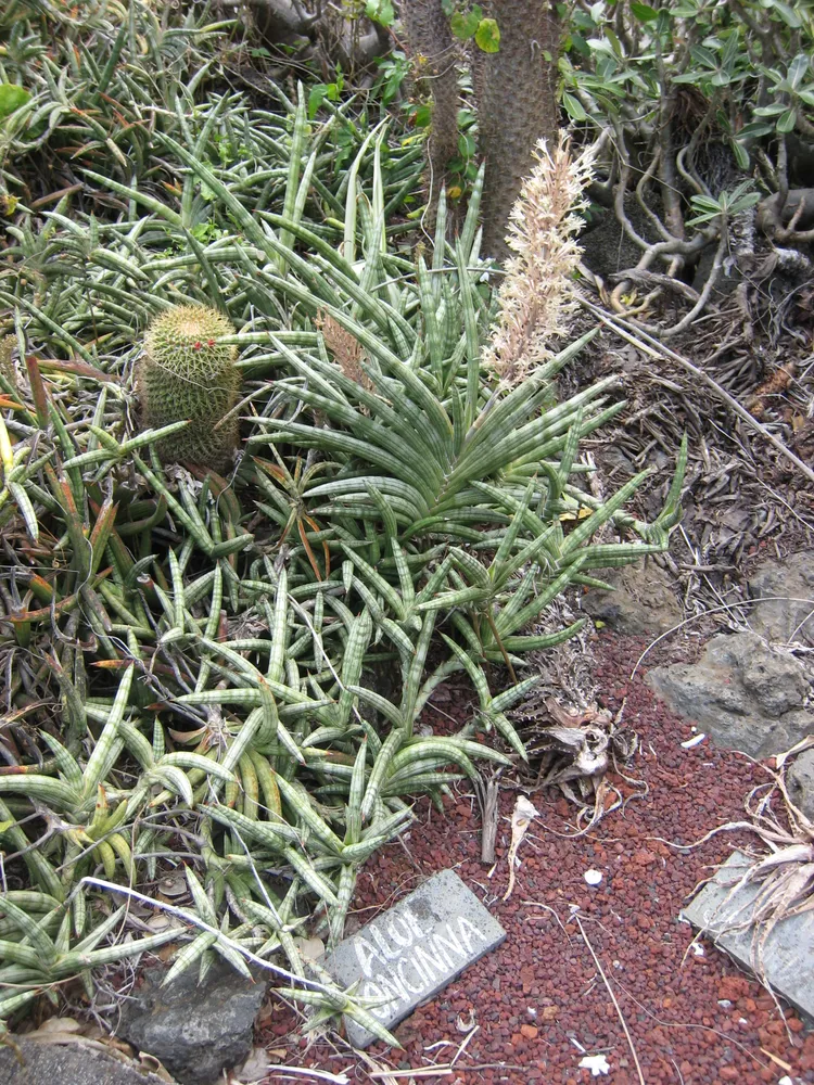 Plante sansevieria suffruticosa montrant ses caractéristiques typiques