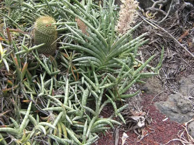 sansevieria suffruticosa thumbnail