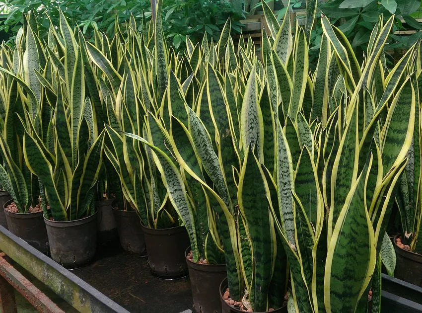 Plante sansevieria laurentii montrant ses caractéristiques typiques