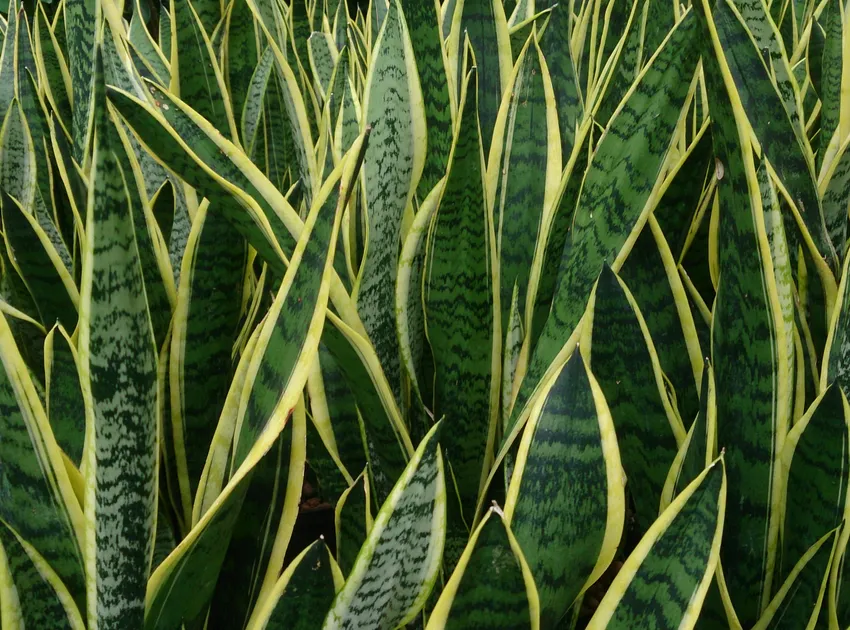 sansevieria trifasciata plant showing characteristic features