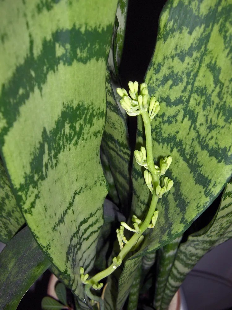 sansevieria trifasciata plant showing characteristic features