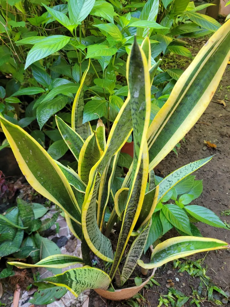 sansevieria trifasciata plant showing characteristic features