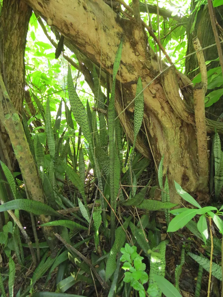 sansevieria trifasciata plant showing characteristic features