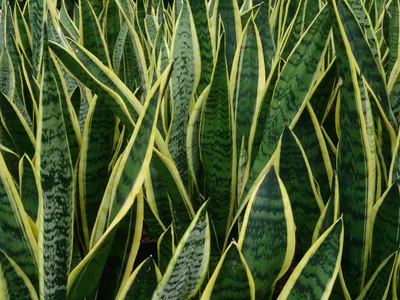 sansevieria trifasciata thumbnail