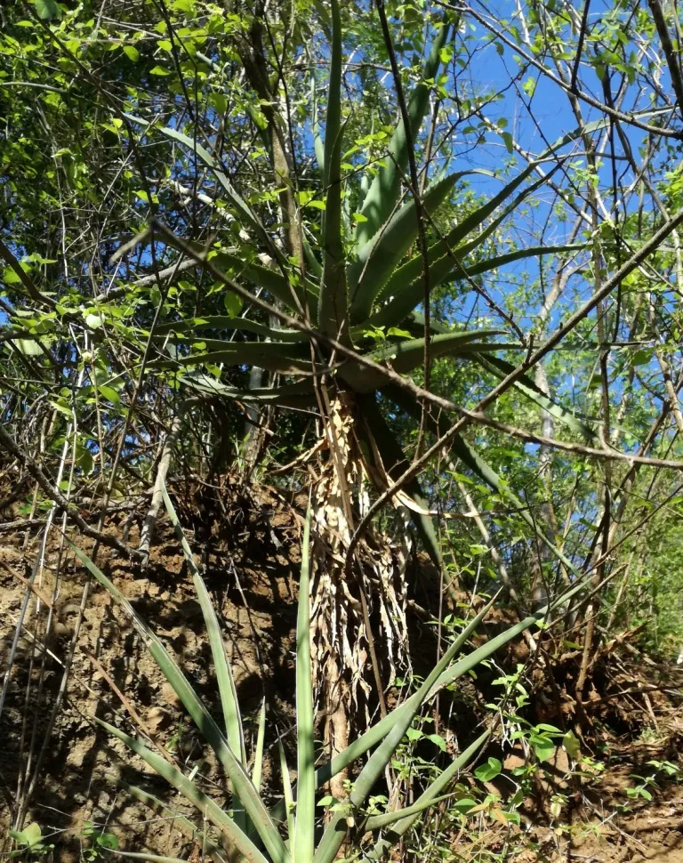 sansevieria volkensii plant showing characteristic features