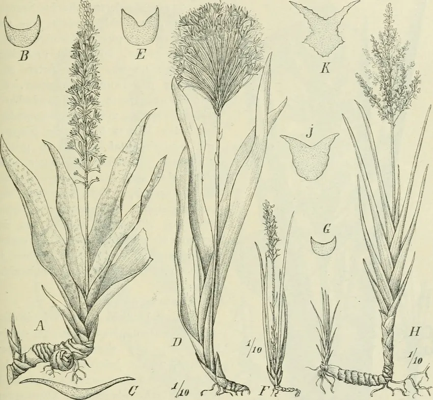 sansevieria volkensii plant showing characteristic features