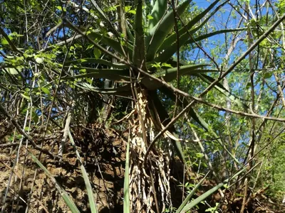 sansevieria volkensii thumbnail