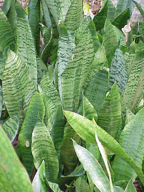 sansevieria zeylanica plant showing characteristic features