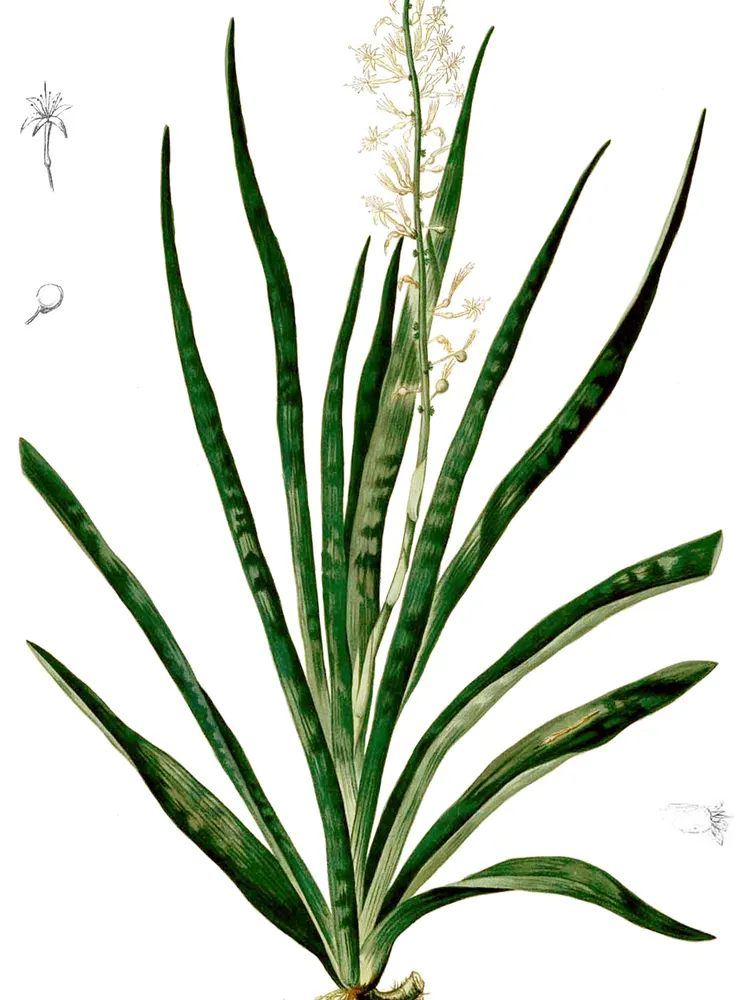 sansevieria zeylanica plant showing characteristic features