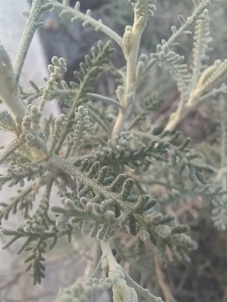 Plante santolina chamaecyparissus montrant ses caractéristiques typiques