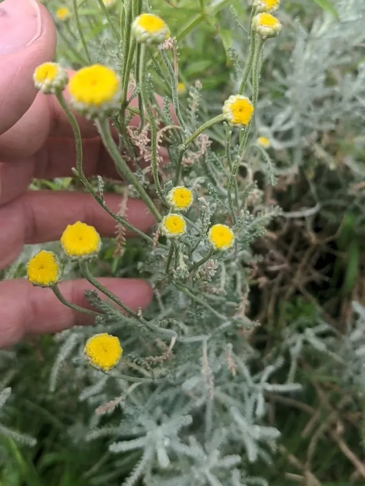 Plante santolina chamaecyparissus montrant ses caractéristiques typiques