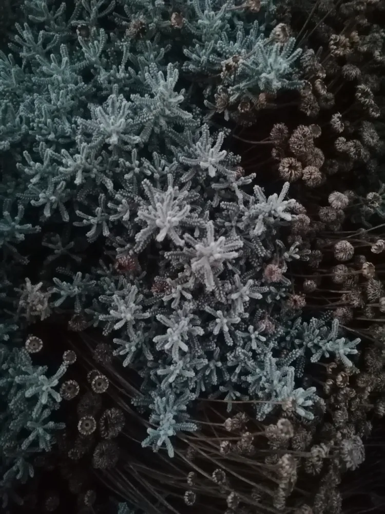 Plante santolina chamaecyparissus montrant ses caractéristiques typiques