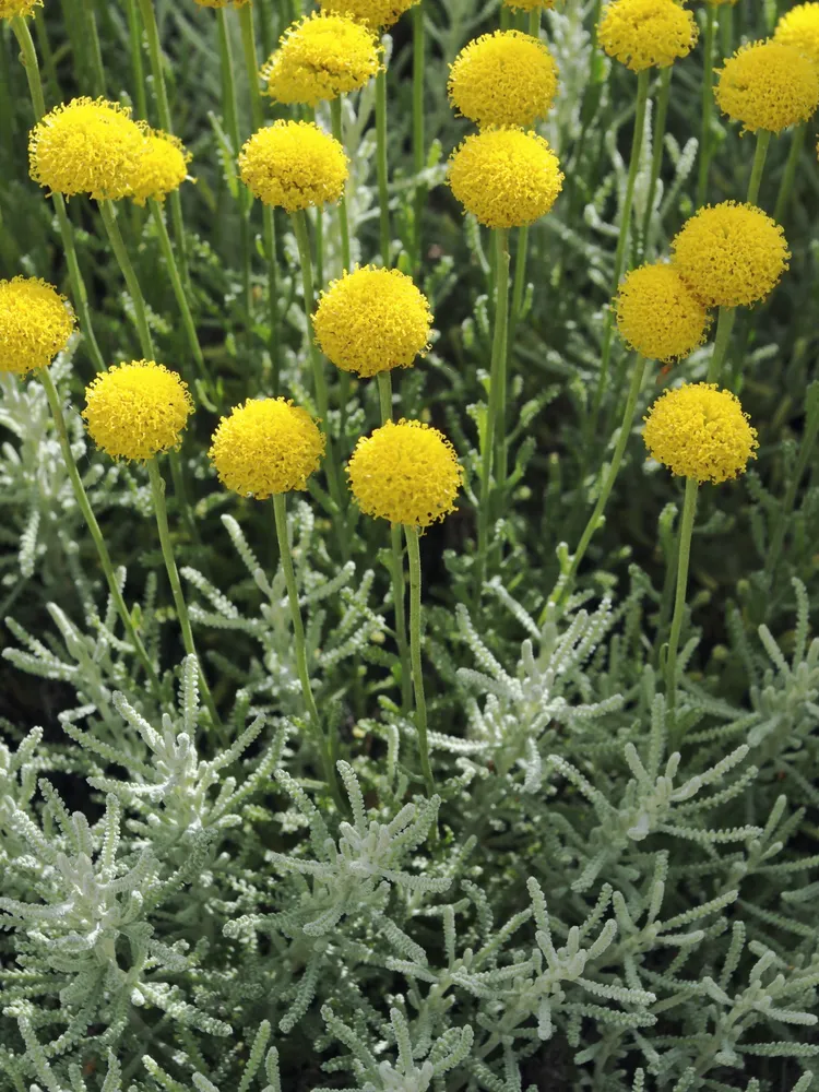 Plante santolina chamaecyparissus montrant ses caractéristiques typiques