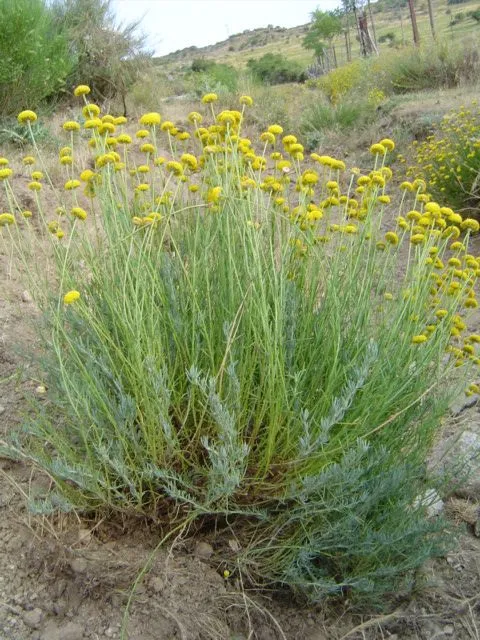 Plante santolina rosmarinifolia montrant ses caractéristiques typiques