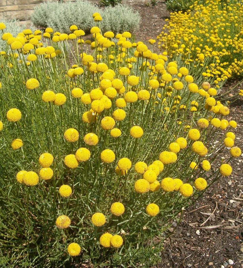 Plante santolina rosmarinifolia montrant ses caractéristiques typiques
