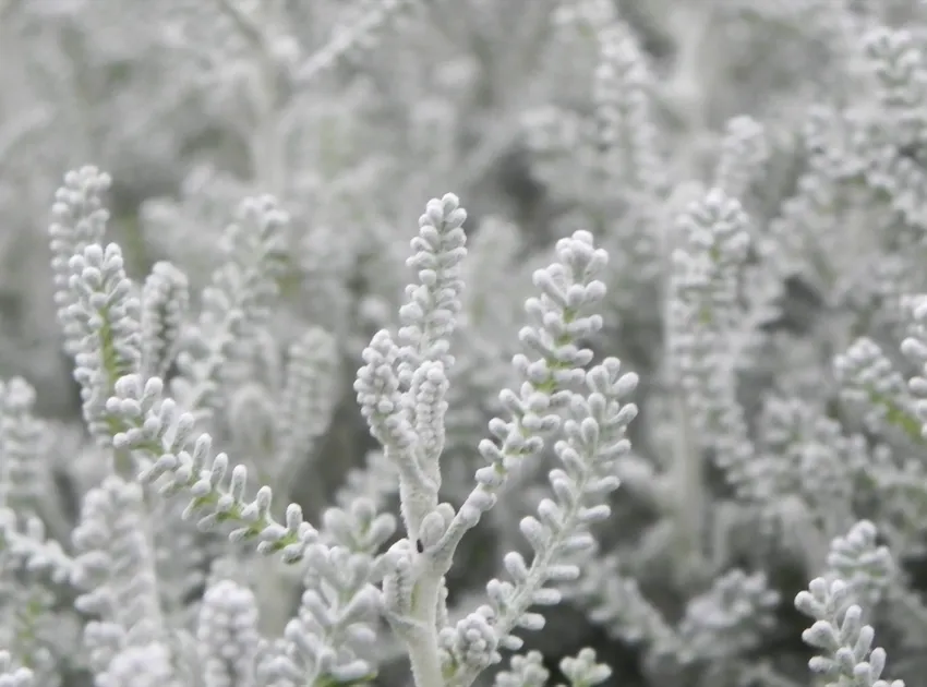 Plante santolina rosmarinifolia montrant ses caractéristiques typiques