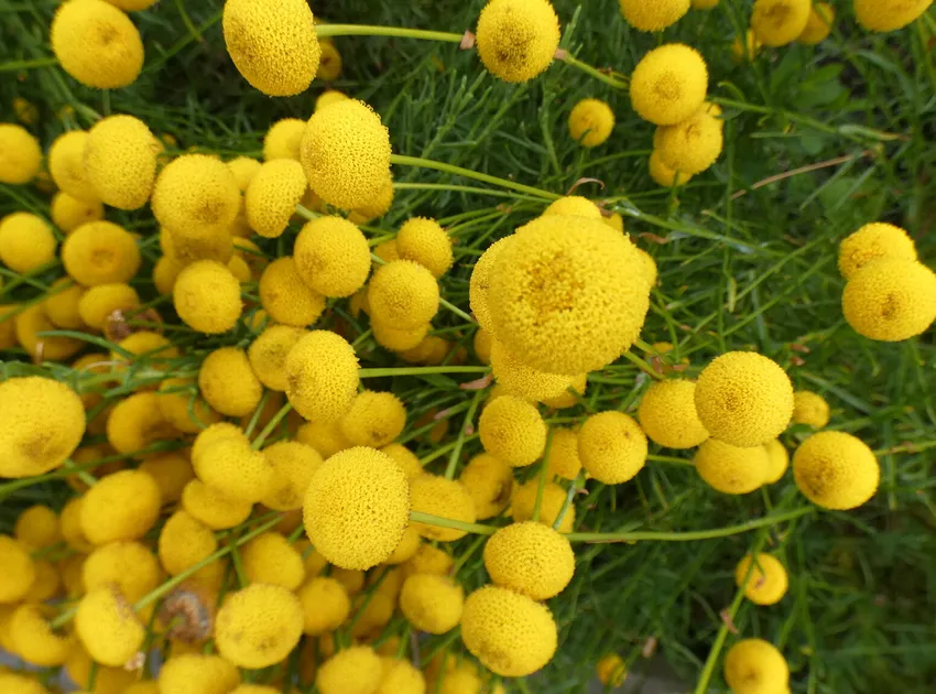 Plante santolina rosmarinifolia montrant ses caractéristiques typiques