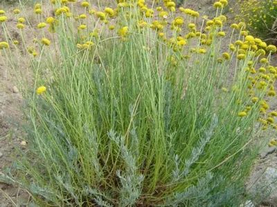 Image miniature santolina rosmarinifolia