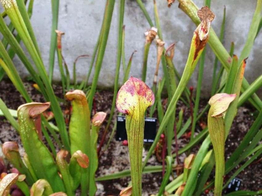 sarracenia alata plant showing characteristic features