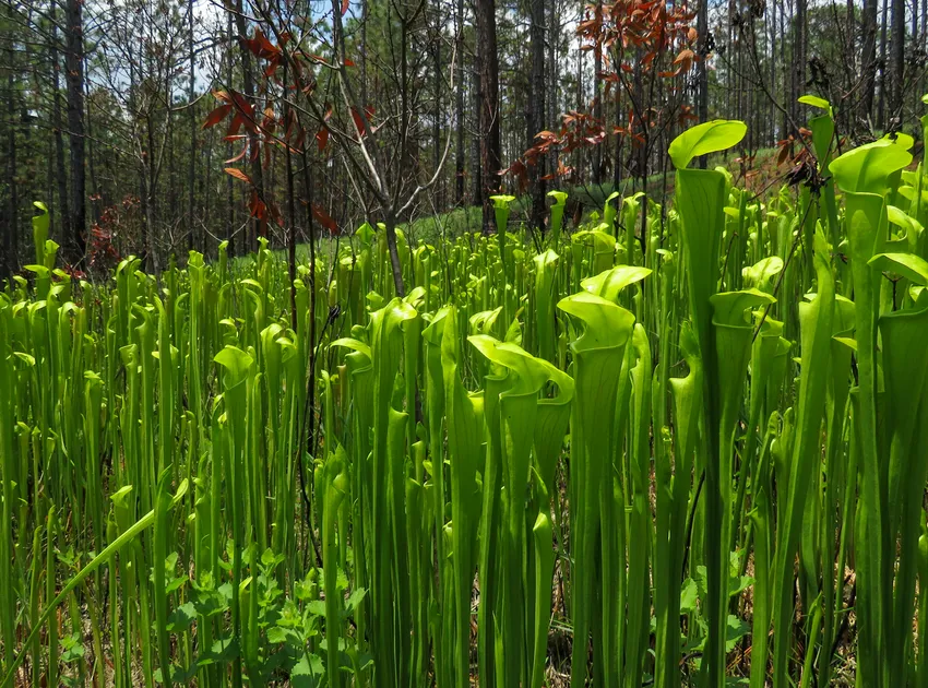 sarracenia alata plant showing characteristic features