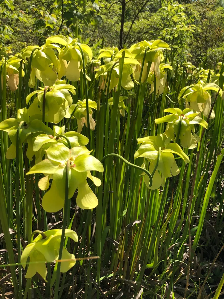 sarracenia alata plant showing characteristic features