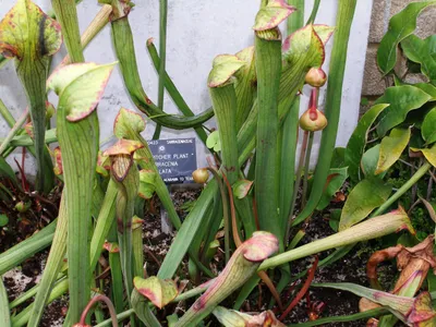 thumbnail sarracenia alata