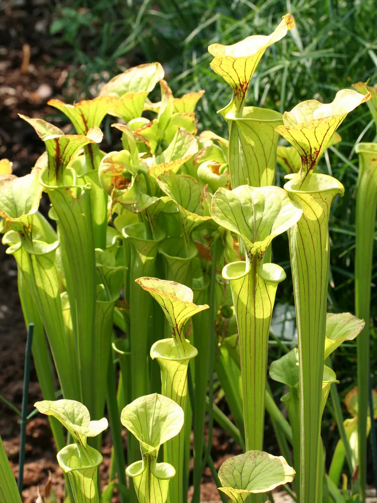 sarracenia flava plant showing characteristic features