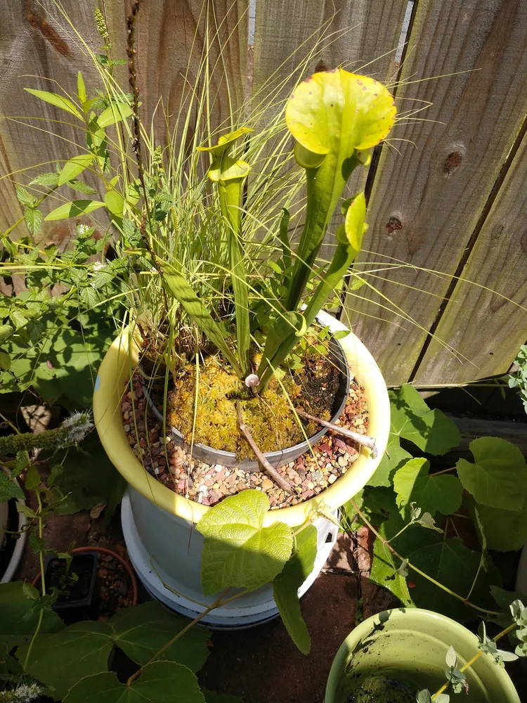 sarracenia flava plant showing characteristic features