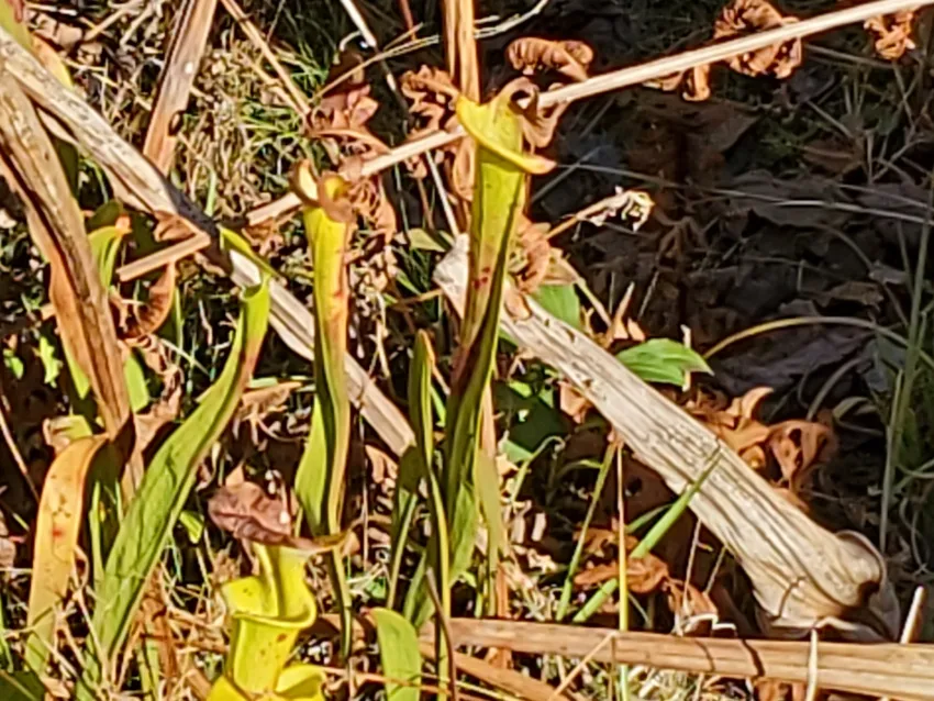 sarracenia flava plant showing characteristic features
