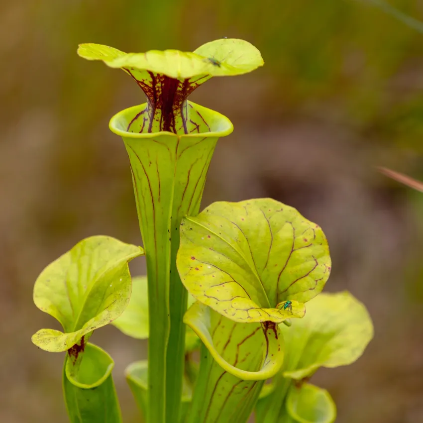 sarracenia flava plant showing characteristic features