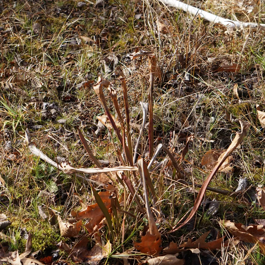 sarracenia flava plant showing characteristic features