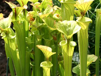 thumbnail sarracenia flava