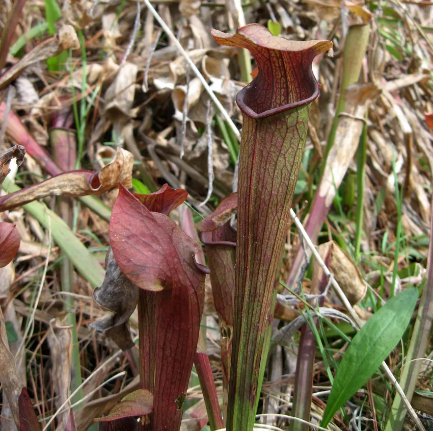 sarracenia jonesii plant showing characteristic features