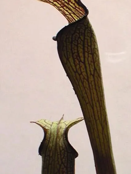 sarracenia jonesii plant showing characteristic features