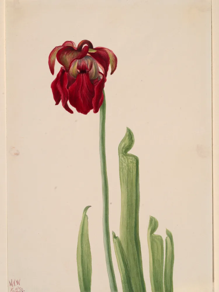 sarracenia jonesii plant showing characteristic features
