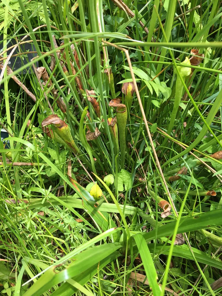 sarracenia jonesii plant showing characteristic features