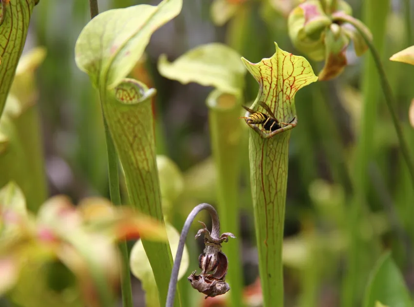 sarracenia jonesii plant showing characteristic features