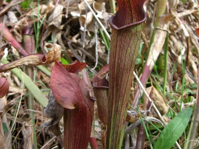 thumbnail sarracenia jonesii