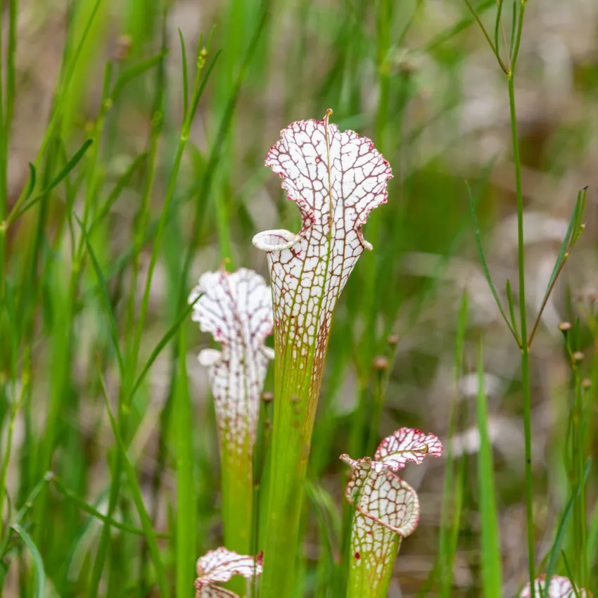 sarracenia leucophylla plant showing characteristic features