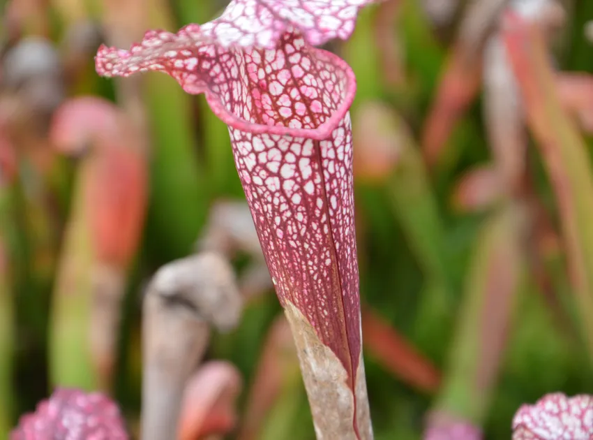 sarracenia leucophylla plant showing characteristic features