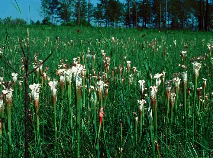 sarracenia leucophylla plant showing characteristic features