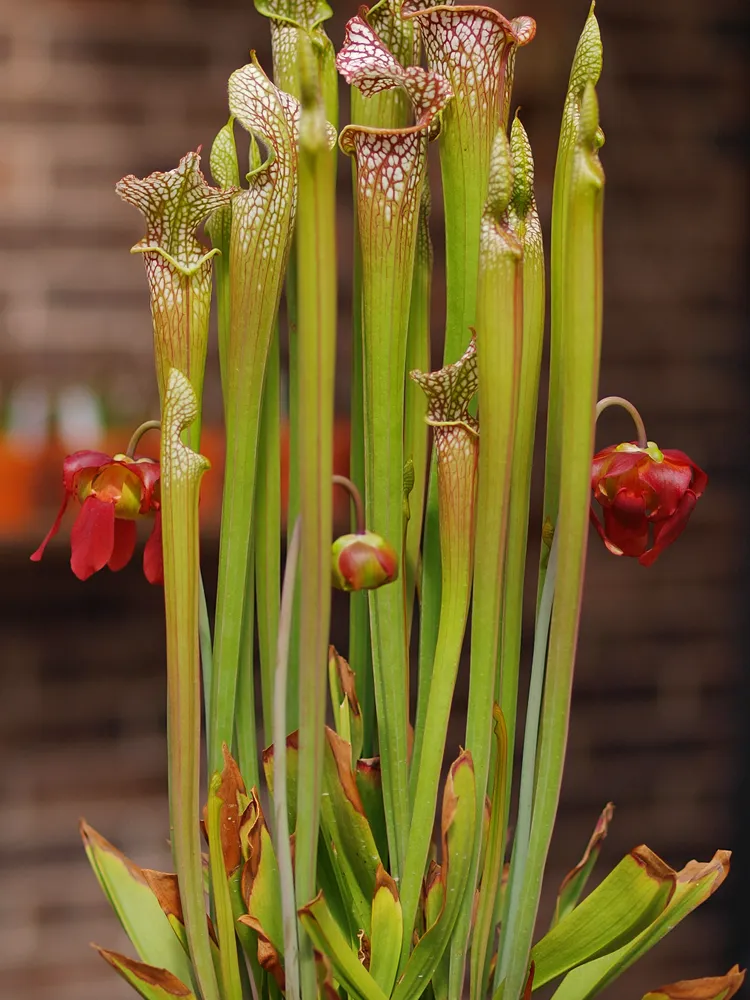 sarracenia leucophylla plant showing characteristic features