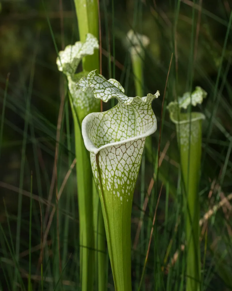 sarracenia leucophylla plant showing characteristic features