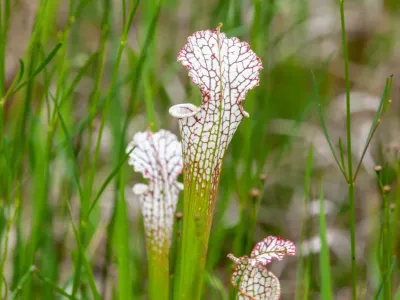 thumbnail sarracenia leucophylla