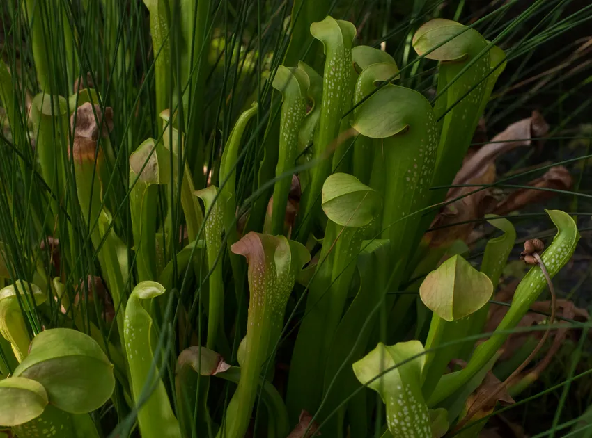 sarracenia minor plant showing characteristic features